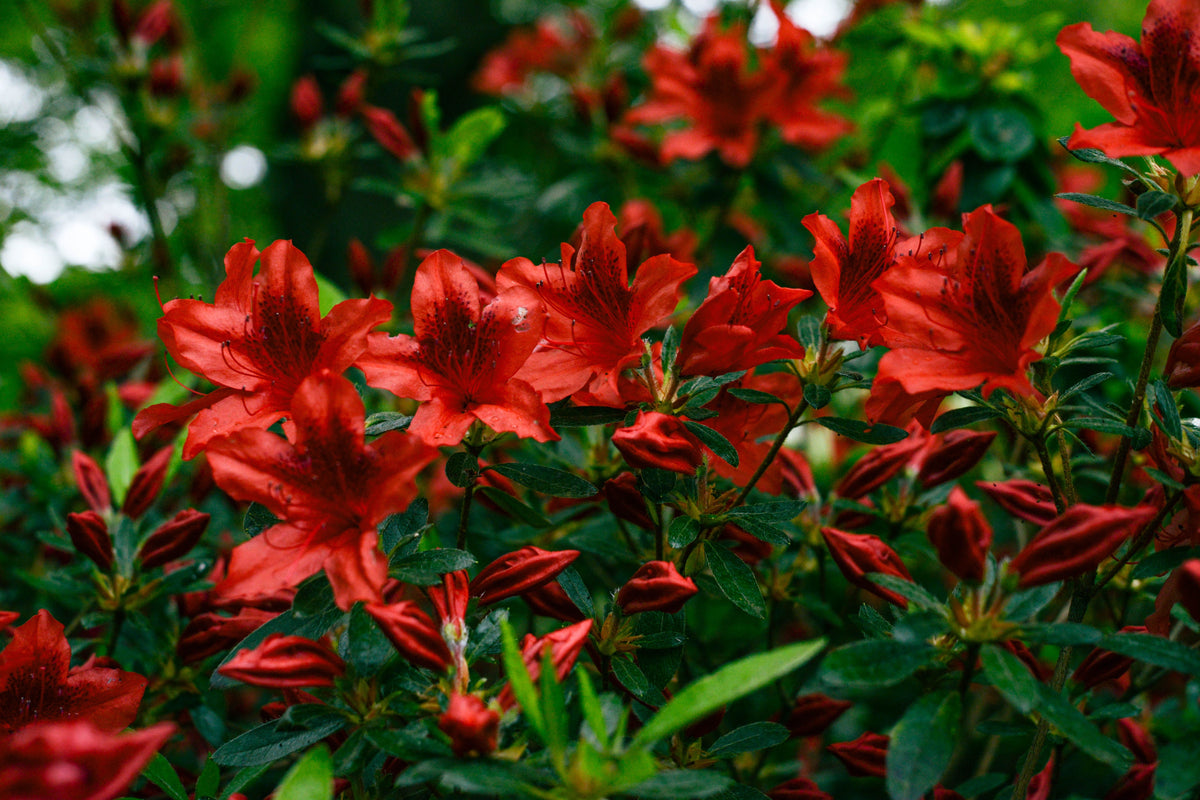 Girard's Crimson Azalea – 1 Live Evergreen Flowering Shrub, 3-Gallon Size – Rhododendron ‘Girard's Crimson’