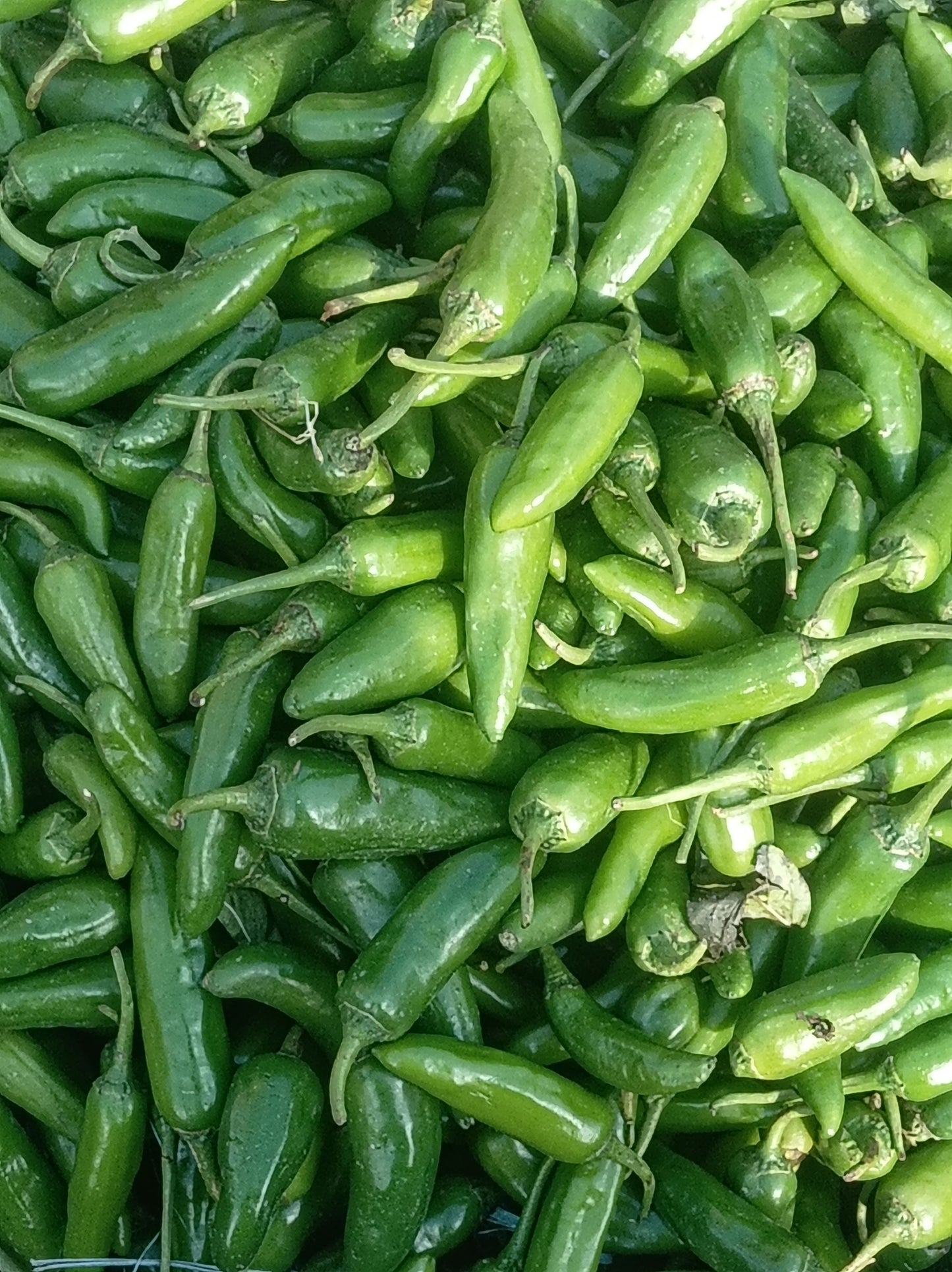 3 Green Jalapeño Chili Live Plants – Capsicum annuum Starter Pepper Plants
