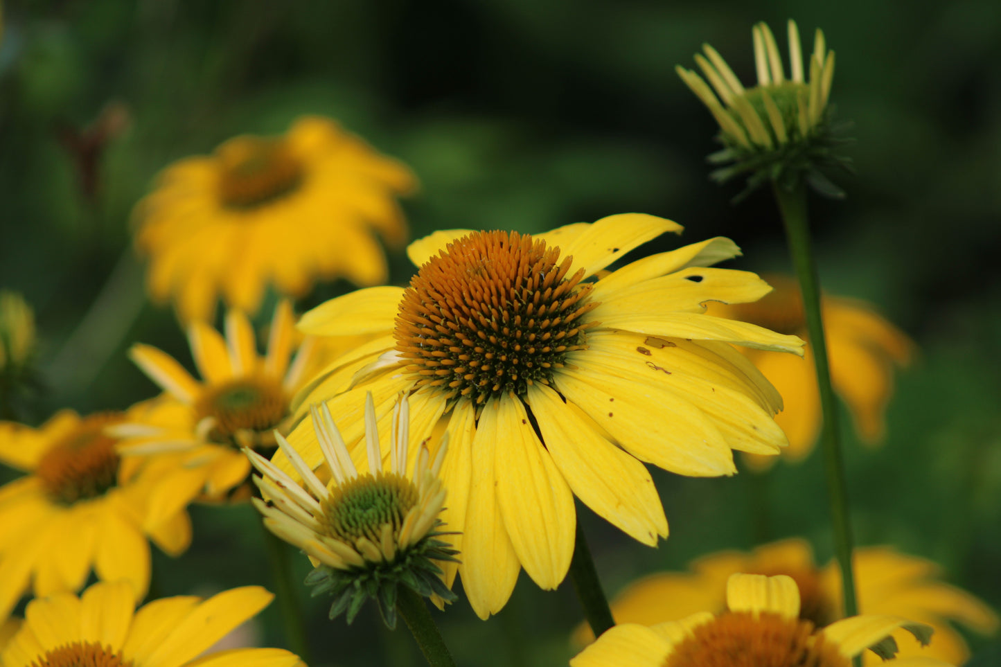 Canary Feathers Coneflower Live Plants 3 Rooted Starters in 1 Qt Pots Yellow Echinacea Perennial Flower