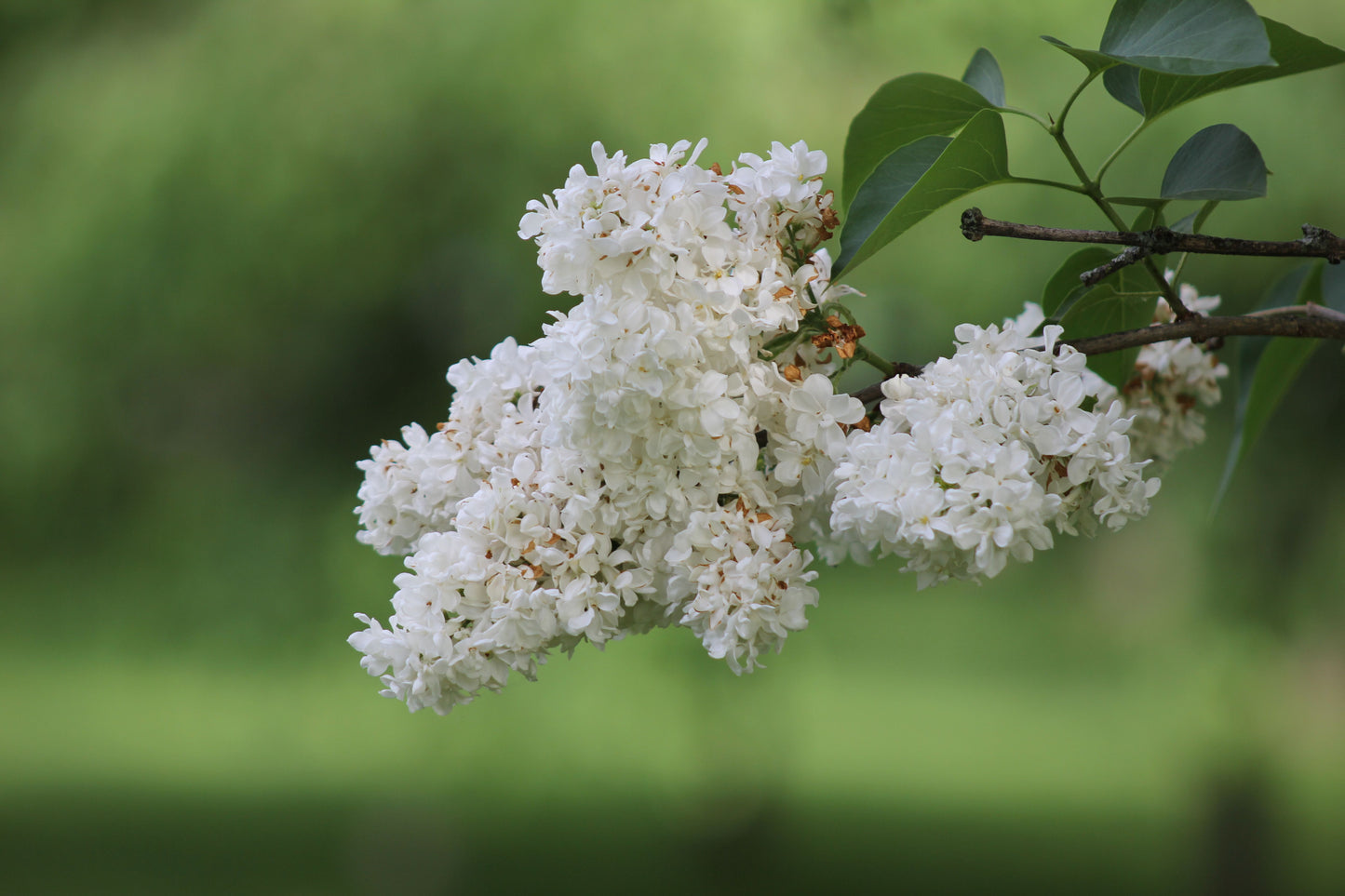 Betsy Ross Lilac Live Plant – 12+ Inches – Syringa oblata 'Betsy Ross'