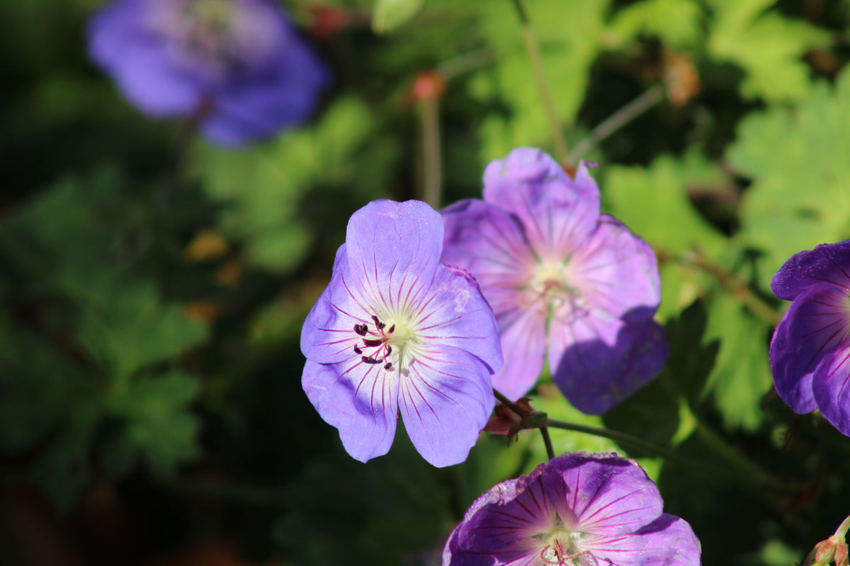 Azure Rush Cranesbill Geranium 1 Live Plant – Geranium ‘Azure Rush’ – 1 Gallon Pot
