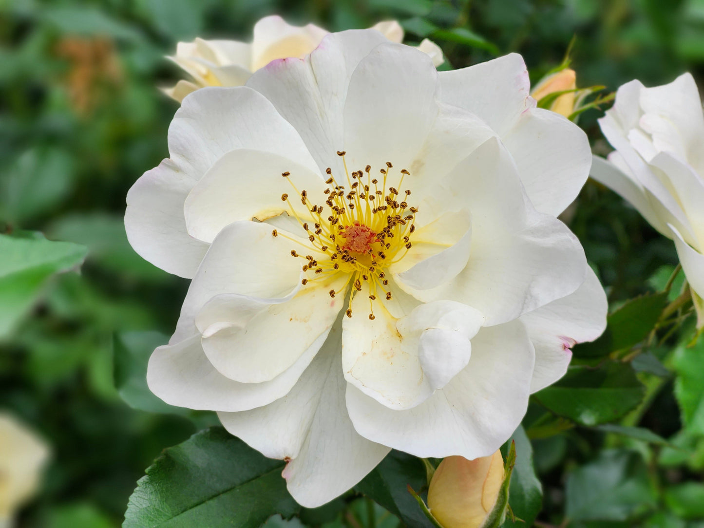Popcorn Drift® Groundcover Rose Live Plant 1 Quart – Drift Rose Shrub