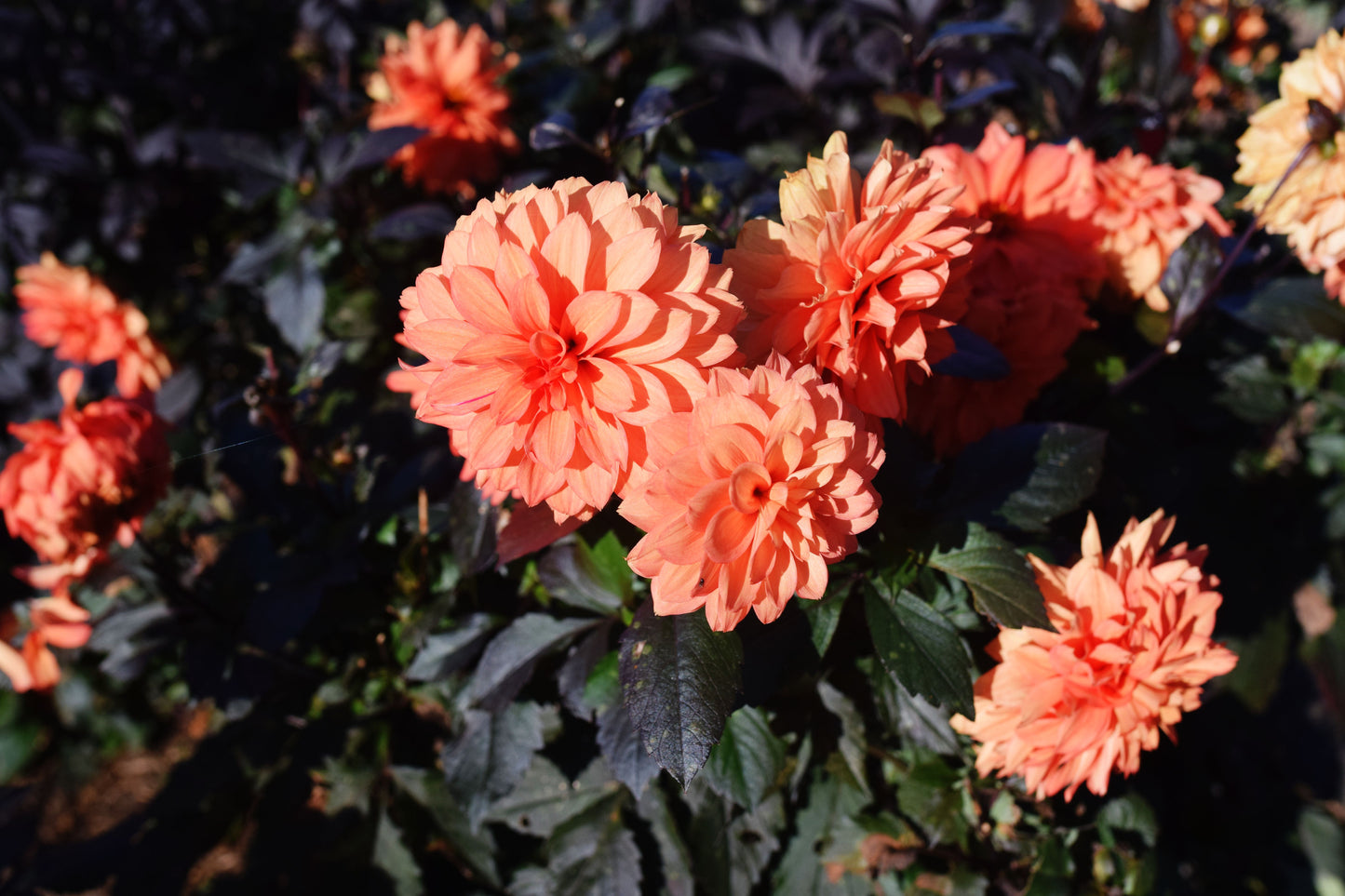 Cherie Vintage Orange Dahlia 1 Gallon Live Plant – Dahlia variabilis ‘Cherie Vintage Orange’