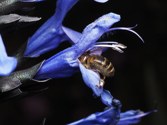 Black and Blue Salvia Live Starter Plant Salvia Guaranitica Flowering Perennial Blue Blooms Rooted Plant