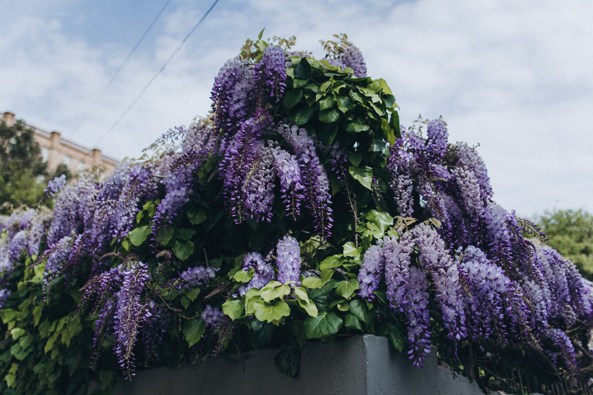 Blue Moon Wisteria – 1 Live Flowering Vine, 3-Gallon Size, Trellis Form – Wisteria macrostachya ‘Blue Moon’