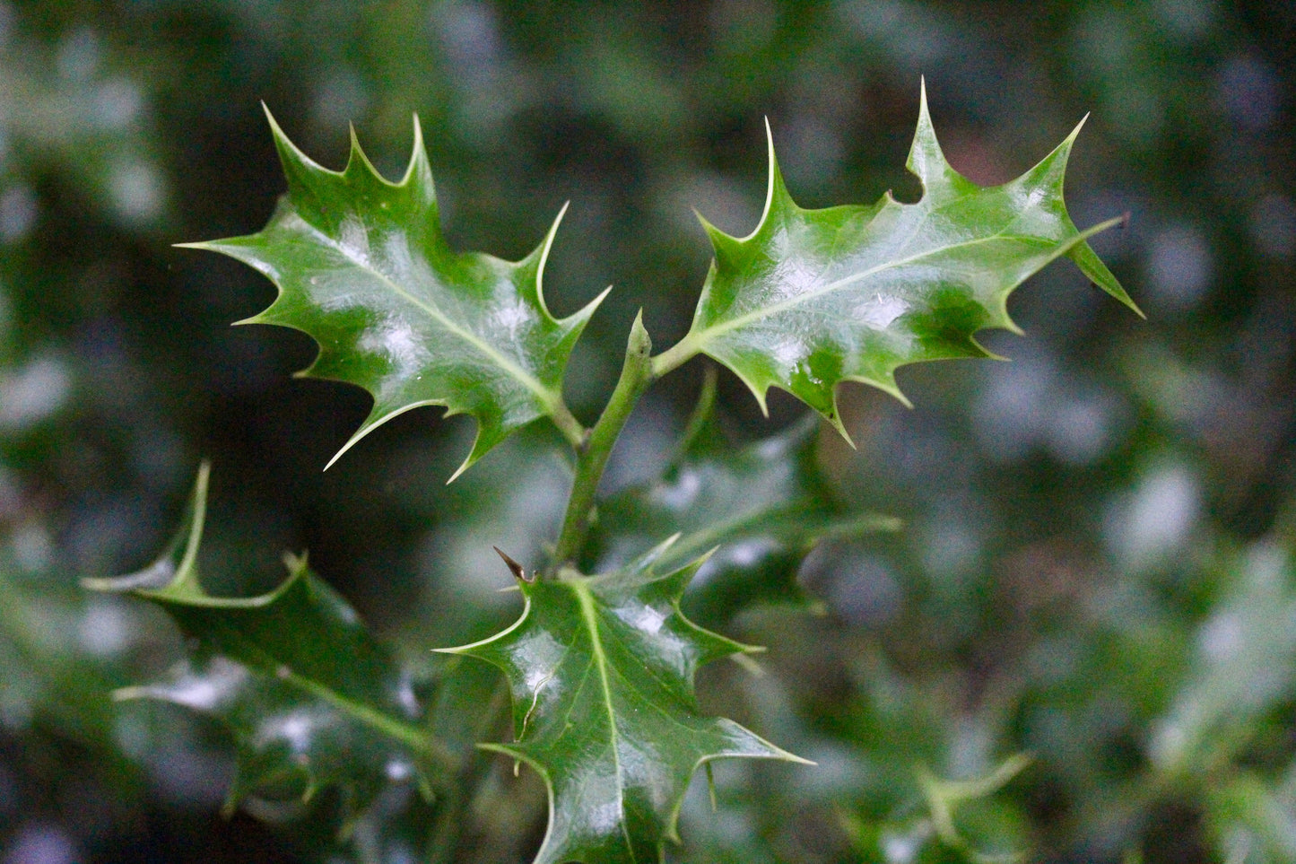 American Holly Live Evergreen Tree Seedlings Bare Root – Ilex opaca