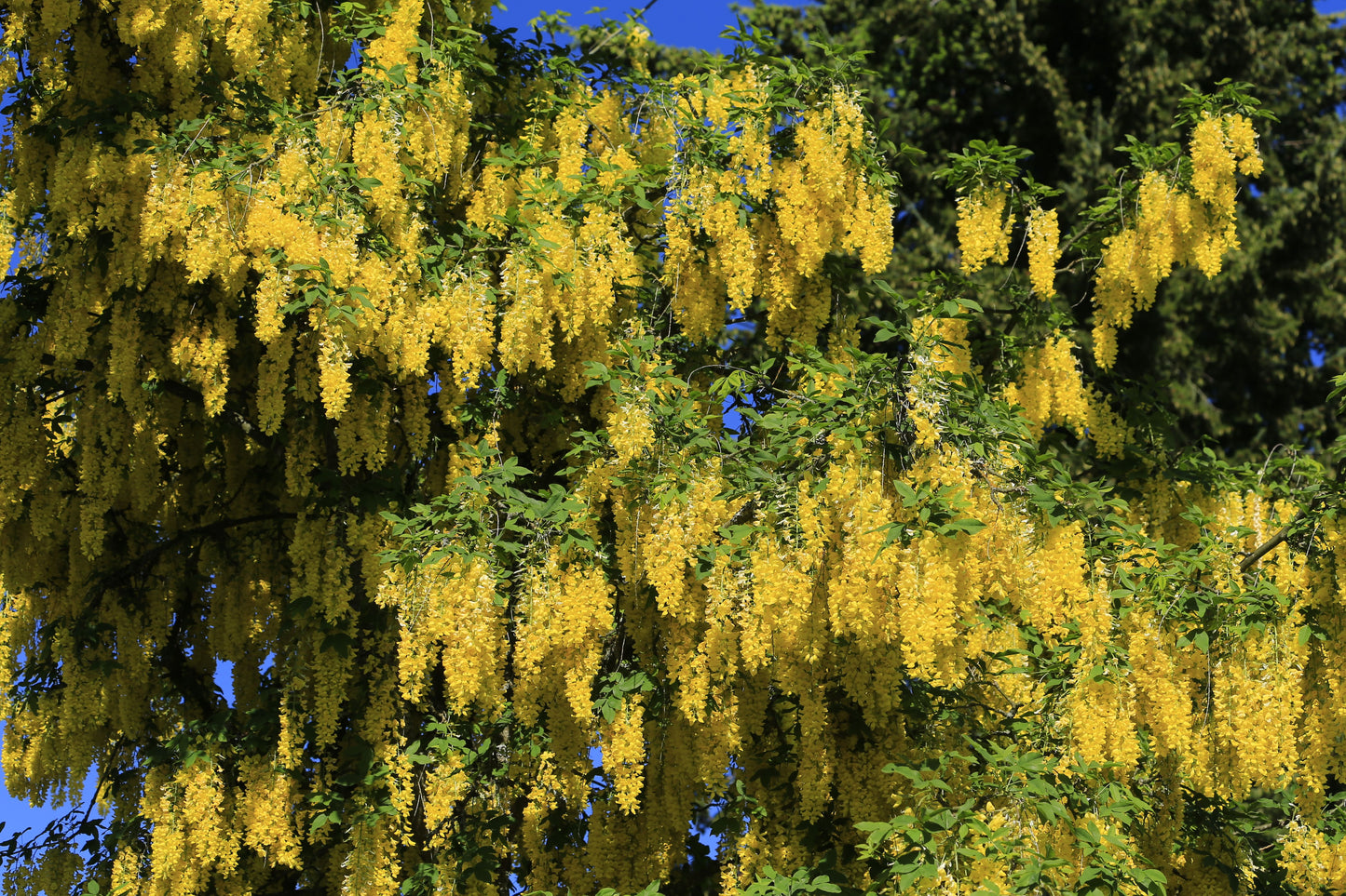 Golden Chain Tree Live Potted Tree – 18–30 Inches Tall – Laburnum anagyroides