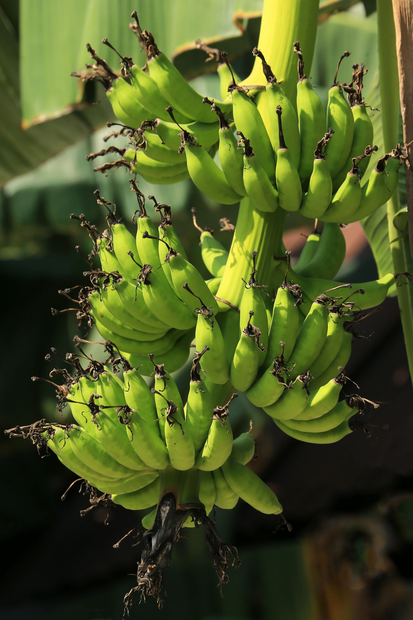 Double Mahoi Dwarf Banana Live Starter Plugs – 3 Plants – Musa Dwarf Banana