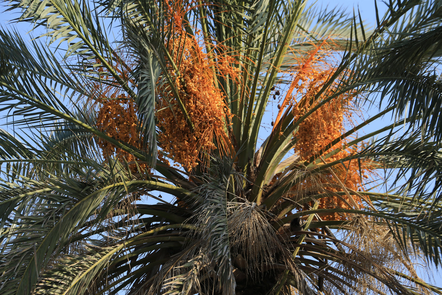 Yemen Date Palm Live Plant – Phoenix dactylifera Tropical Fruit Tree