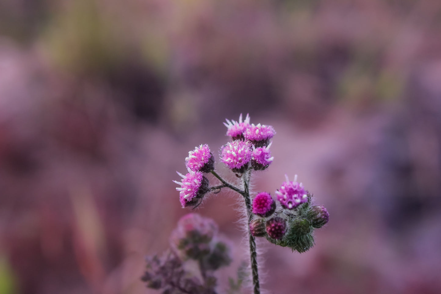 3 Live Bare Root Ironweed Plants – Vernonia Species Flowering Perennial