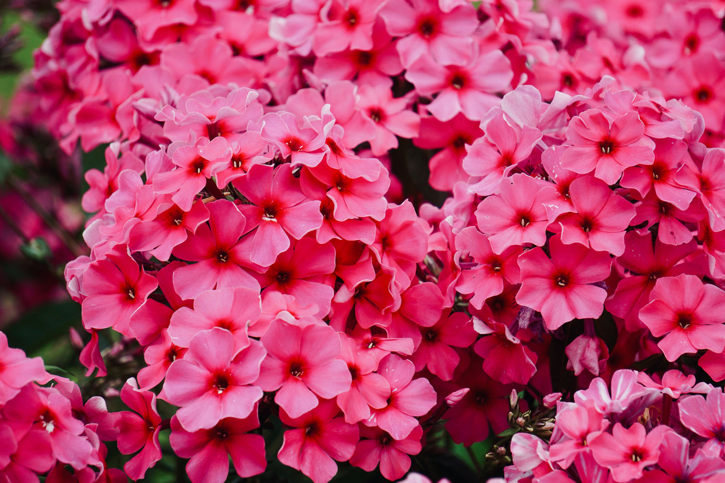 Opening Act Ultrapink Phlox Live Plants 3 Rooted Starters in 1 Qt Pots Pink Perennial Garden Flower Plant