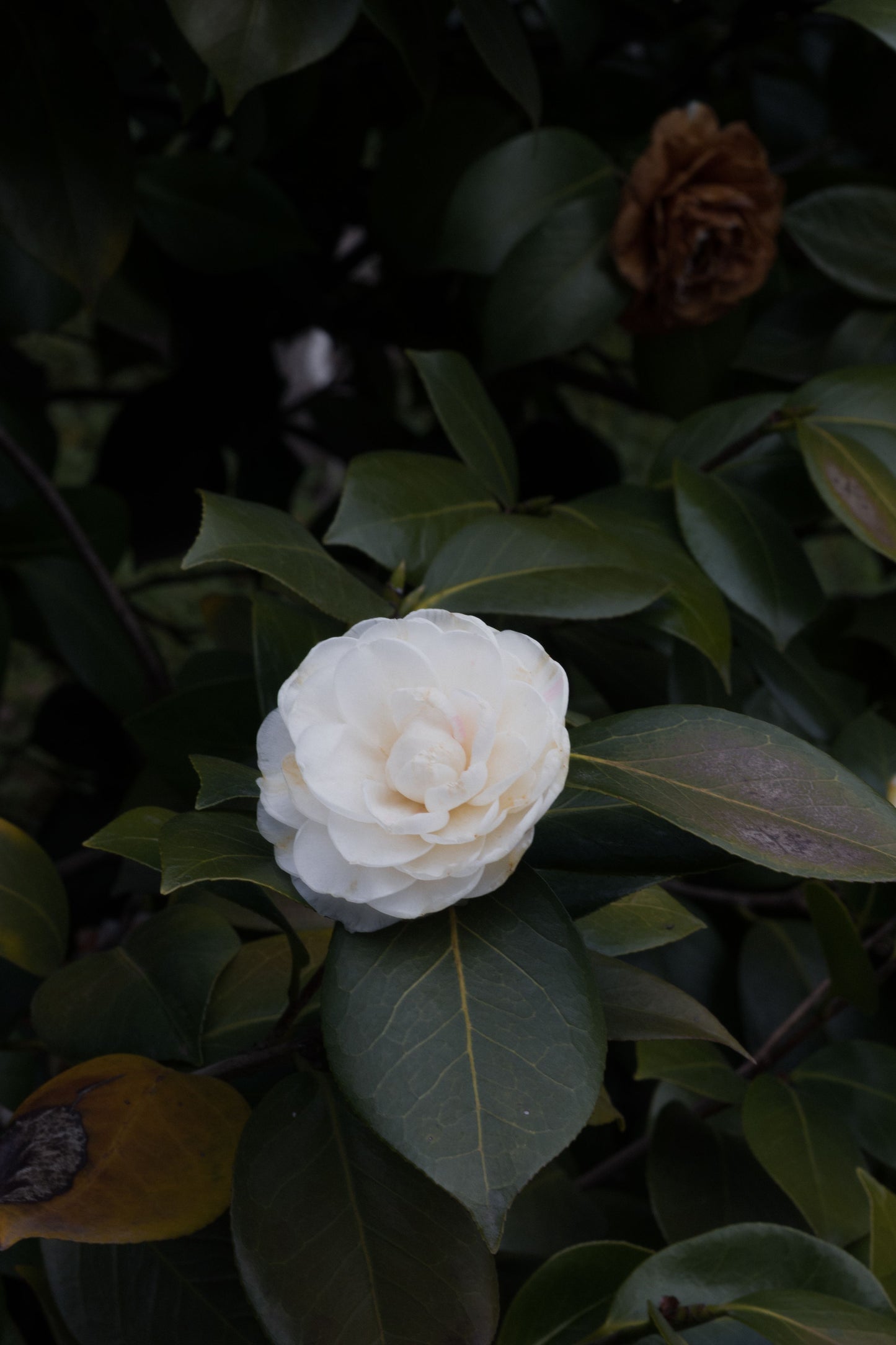 Nuccio's Gem Camellia Japonica Live Starter Plant – Well-Rooted Camellia in Pot