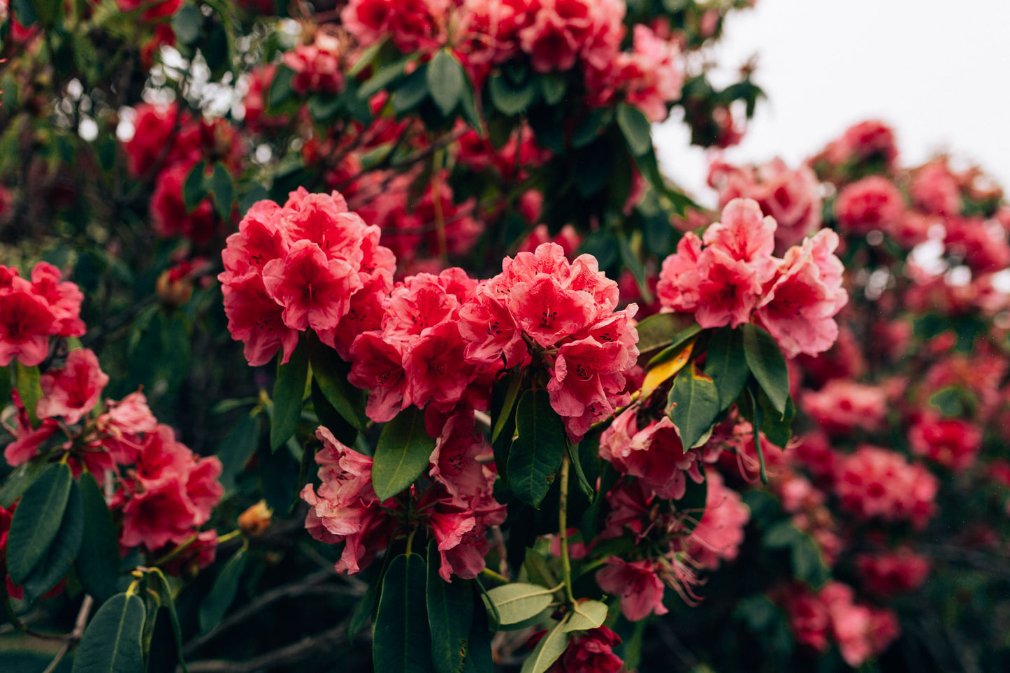 Nova Zembla Rhododendron Live Starter Plant Red Flower Evergreen Shrub Rooted Landscape Plant