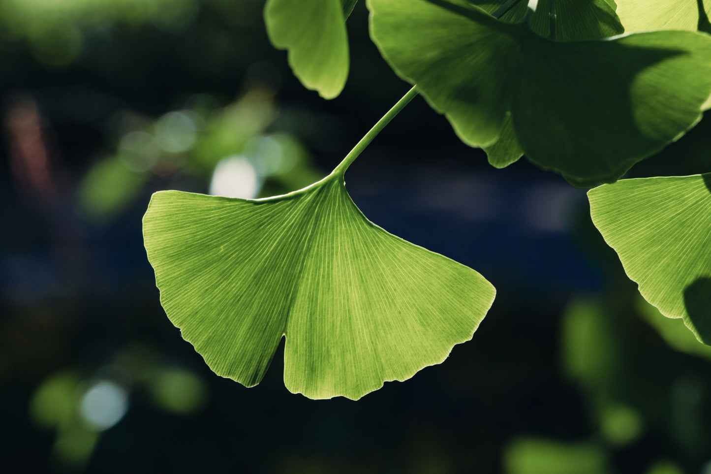 Ginkgo Biloba Bare Root Starter Tree 12–24 Inches Tall – Ginkgo biloba