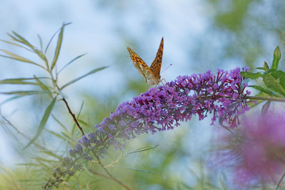 Lo & Behold Blue Chip Jr Butterfly Bush 1 Live Plant – Buddleja ‘Blue Chip Jr.’ – 3 Gallon Pot