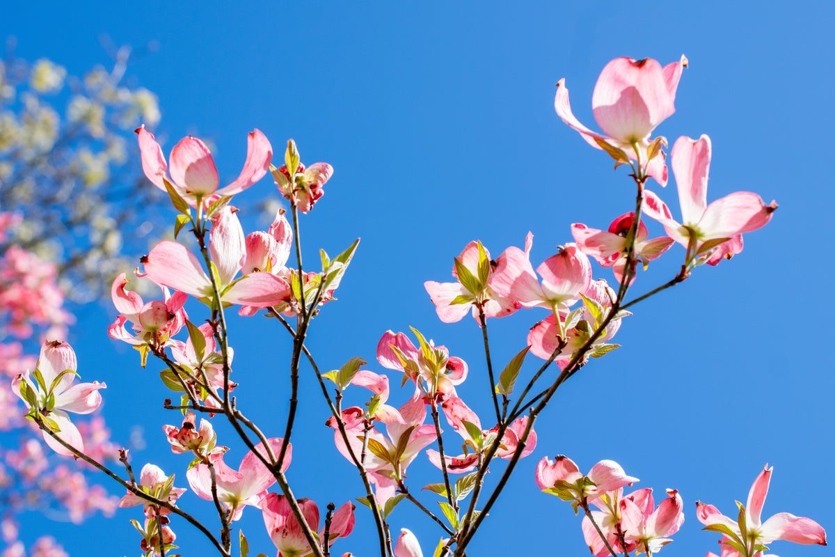 Cherokee Brave Flowering Dogwood 1 Live Tree – Cornus florida ‘Comco No. 1’ – 2 Gallon Pot – 3 ft