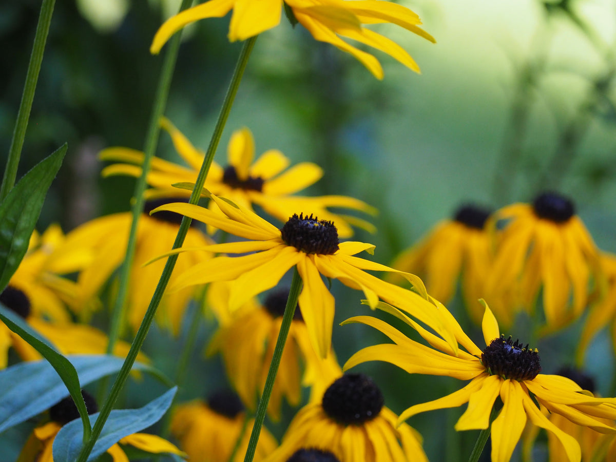 Black-Eyed Susan – 1 Live Flowering Perennial, 1-Gallon Size – Rudbeckia fulgida ‘Goldsturm’