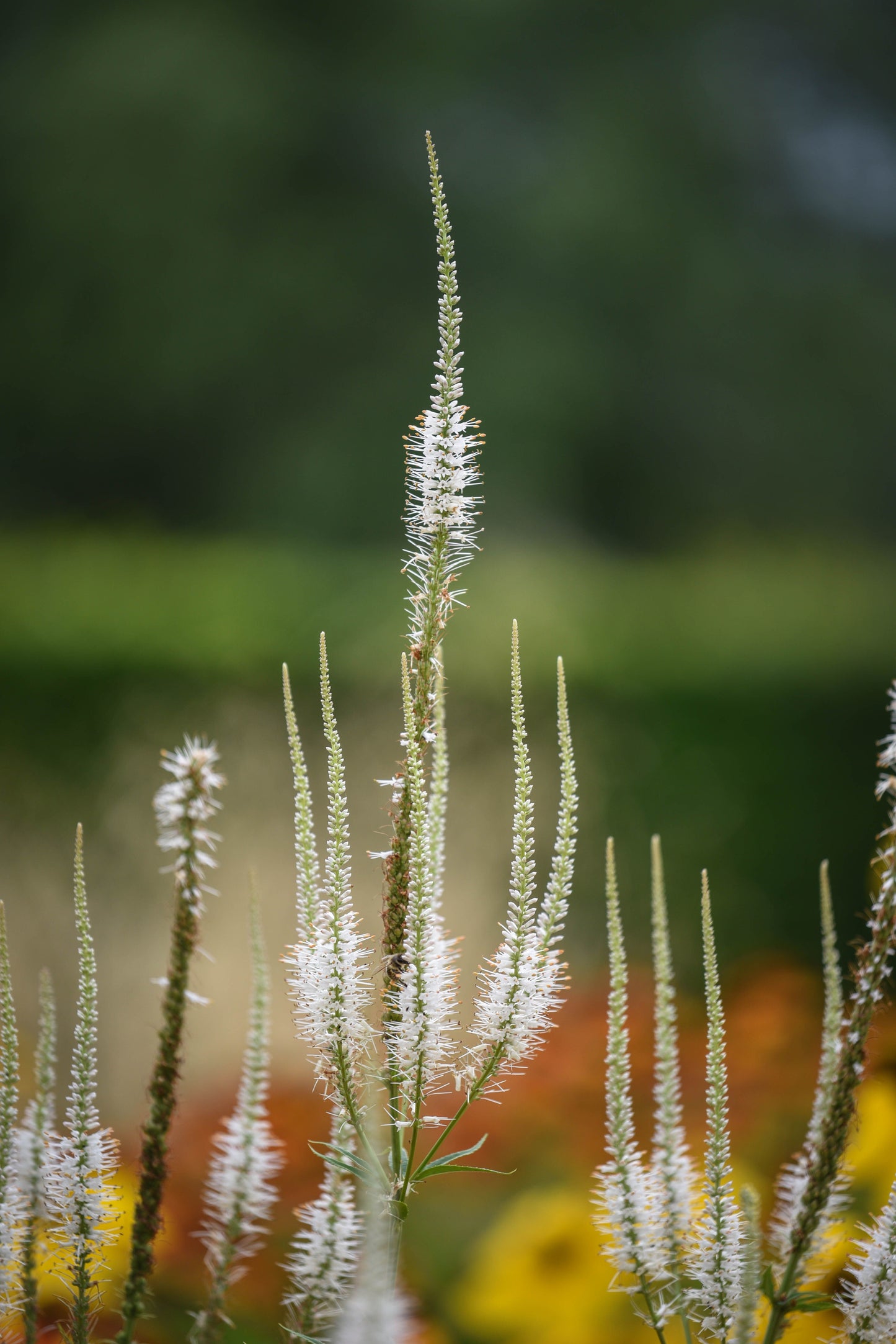 Culver's Root Live Starter Plant 4–8 Inches Tall – Veronicastrum virginicum