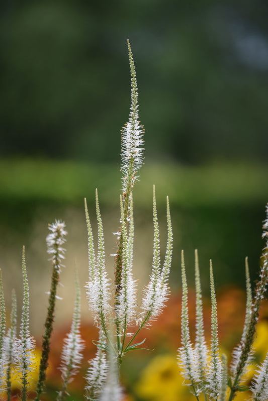 Culver's Root Live Starter Plant 4–8 Inches Tall – Veronicastrum virginicum