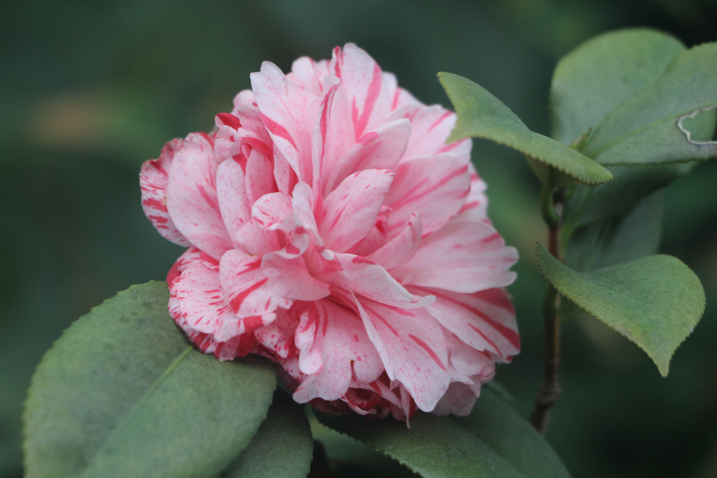 Tri Color Camellia Live Starter Plant Camellia Japonica Pink Red White Flower Evergreen Shrub Rooted Plant