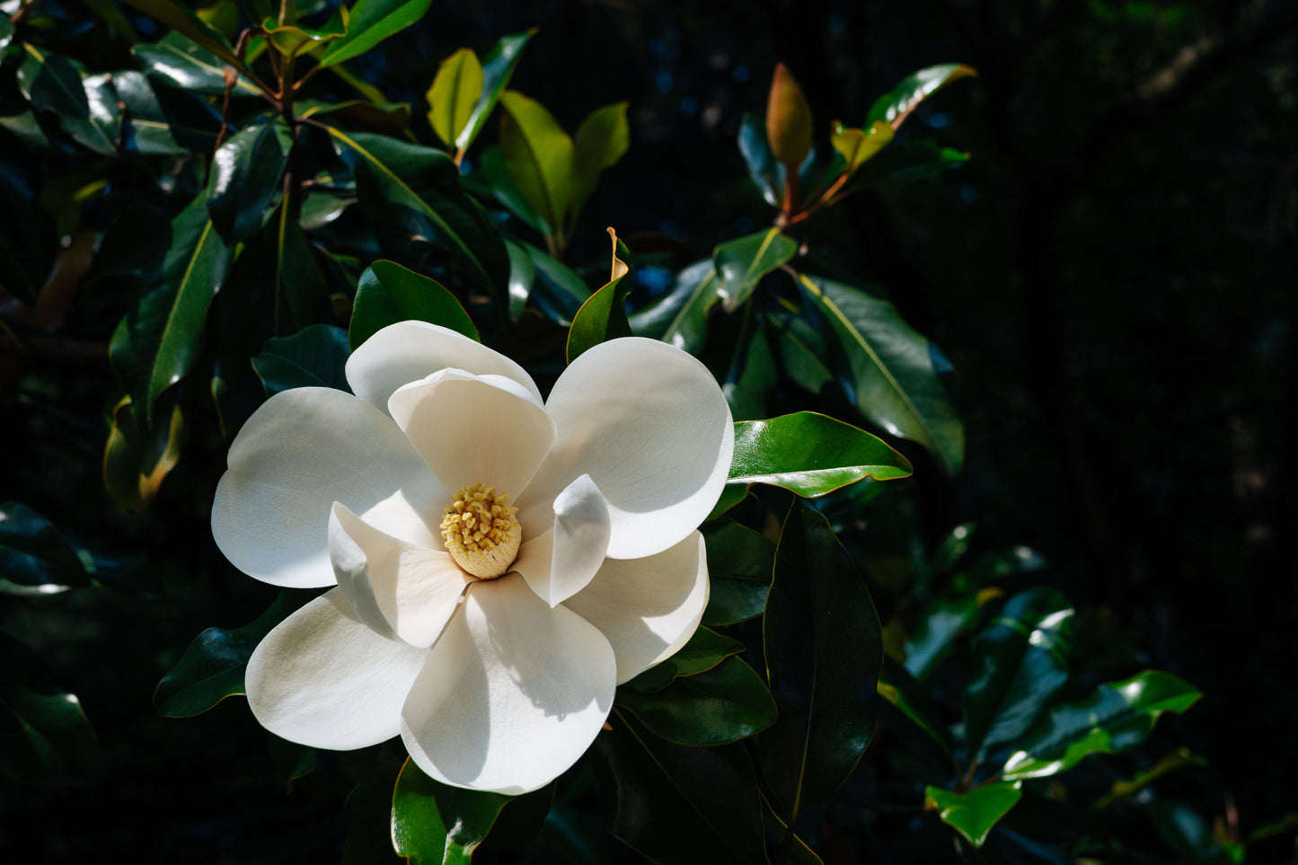 Southern Magnolia Live Plant in 2-Inch Pot – Magnolia grandiflora