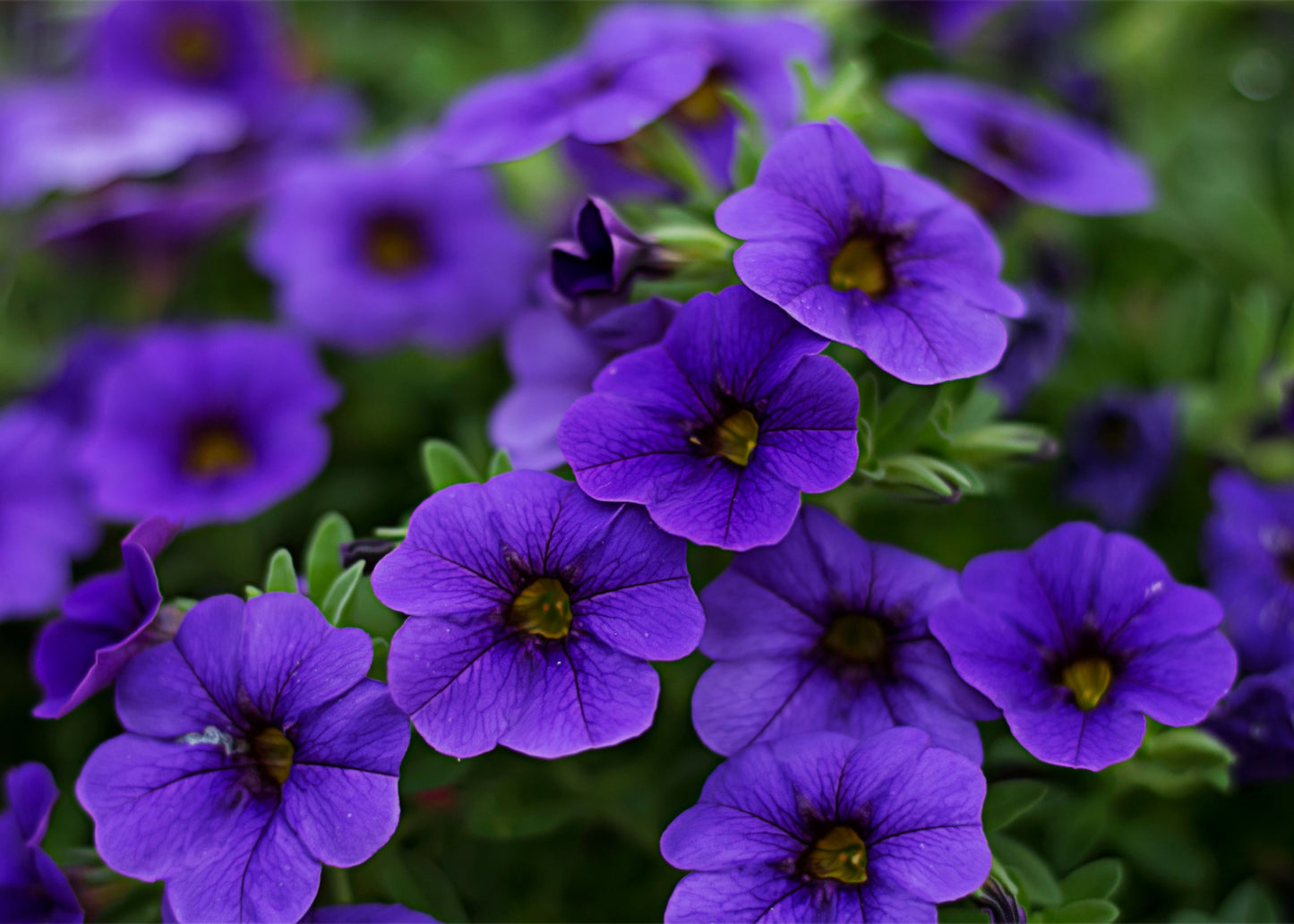 MiniFamous Neo Blue Million Bells 1 Live Plant – 4-Inch Pot – Calibrachoa ‘Blue’