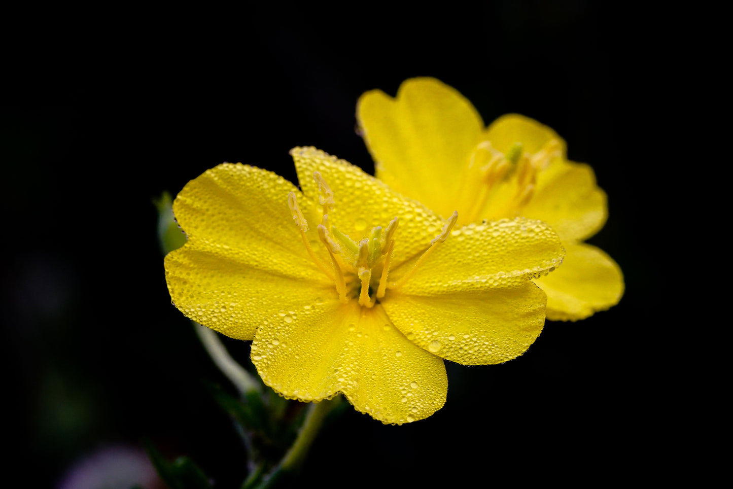 Sundrops 1 Live Plant – 4-Inch Pot – Calylophus drummondianus