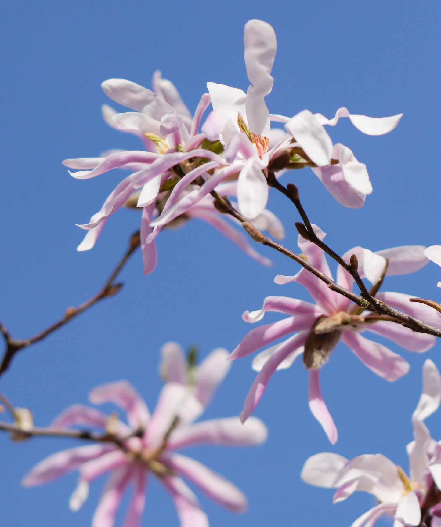 Leonard Messel Magnolia Live Plants Set of 2 Magnolia Tree Shrub Pink Purple Spring Blooms 3.5 Inch Pots