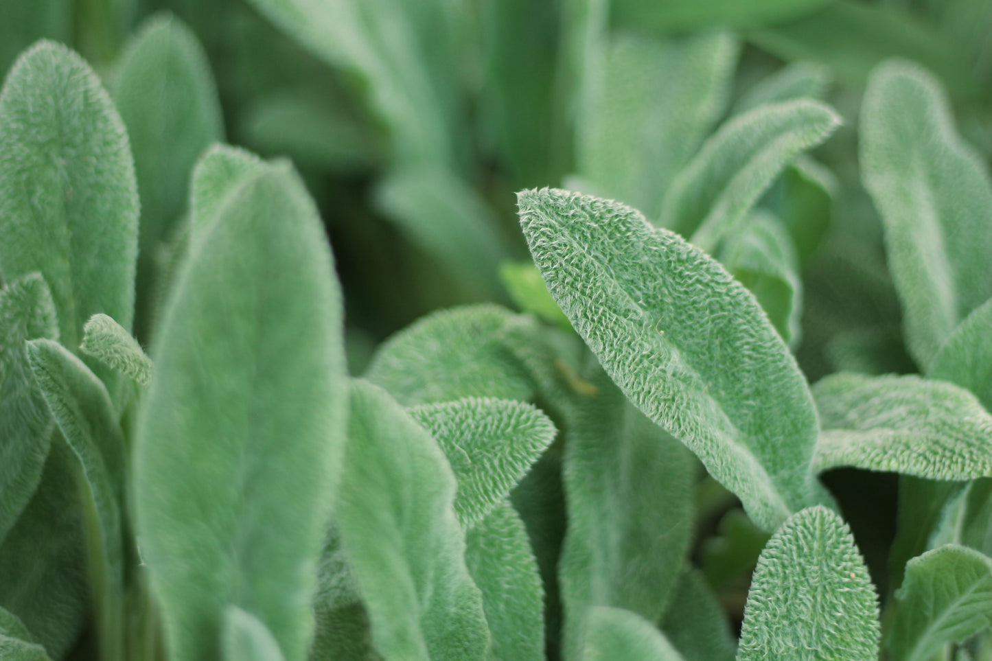 Lamb's Ear Live Plant – 1 Perennial with Soft Felt-Like Leaves – Stachys byzantina