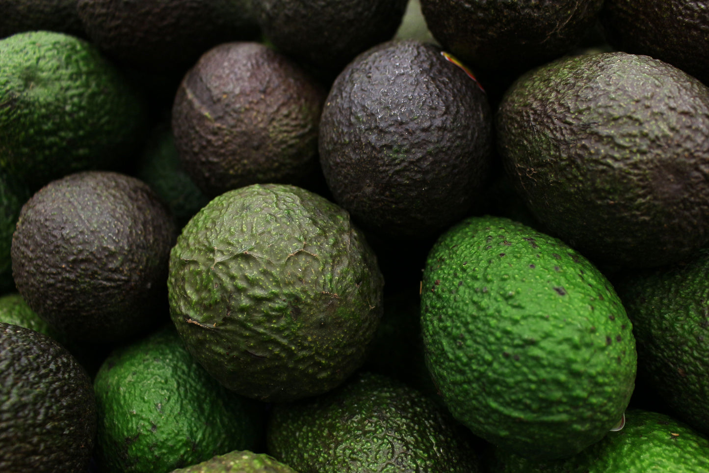 Organic Hass Avocado Live Tree Seedling 12–15+ Inches Tall – Persea americana Fruit Tree