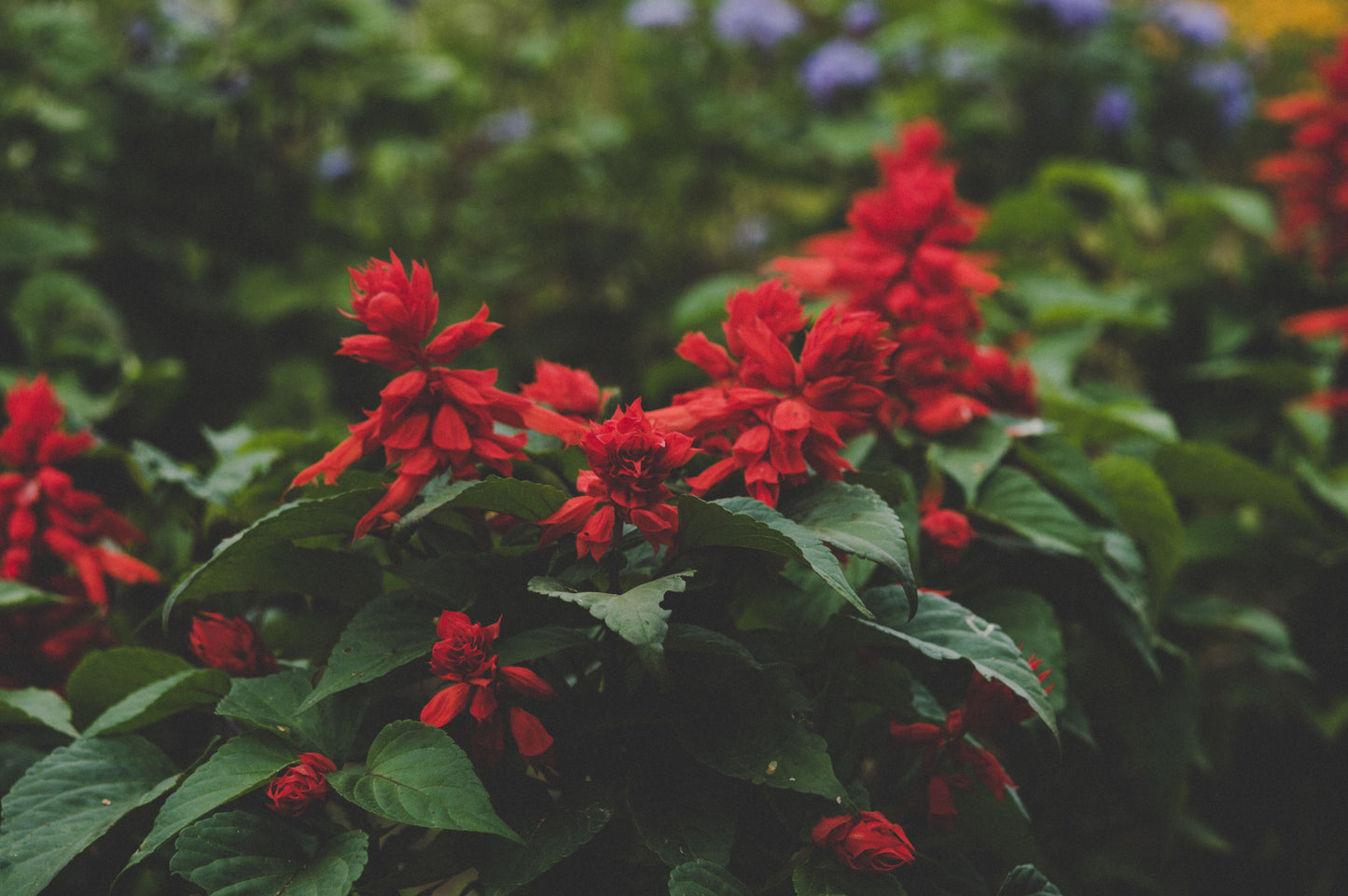 Red Salvia Greggii Live Plant 1 Gallon Autumn Sage Flowering Perennial Shrub Red Blooms Garden Plant