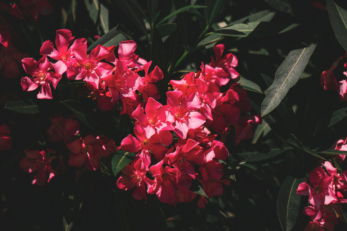Red Oleander Live Plant – 4 Inch Starter Pot – Nerium oleander