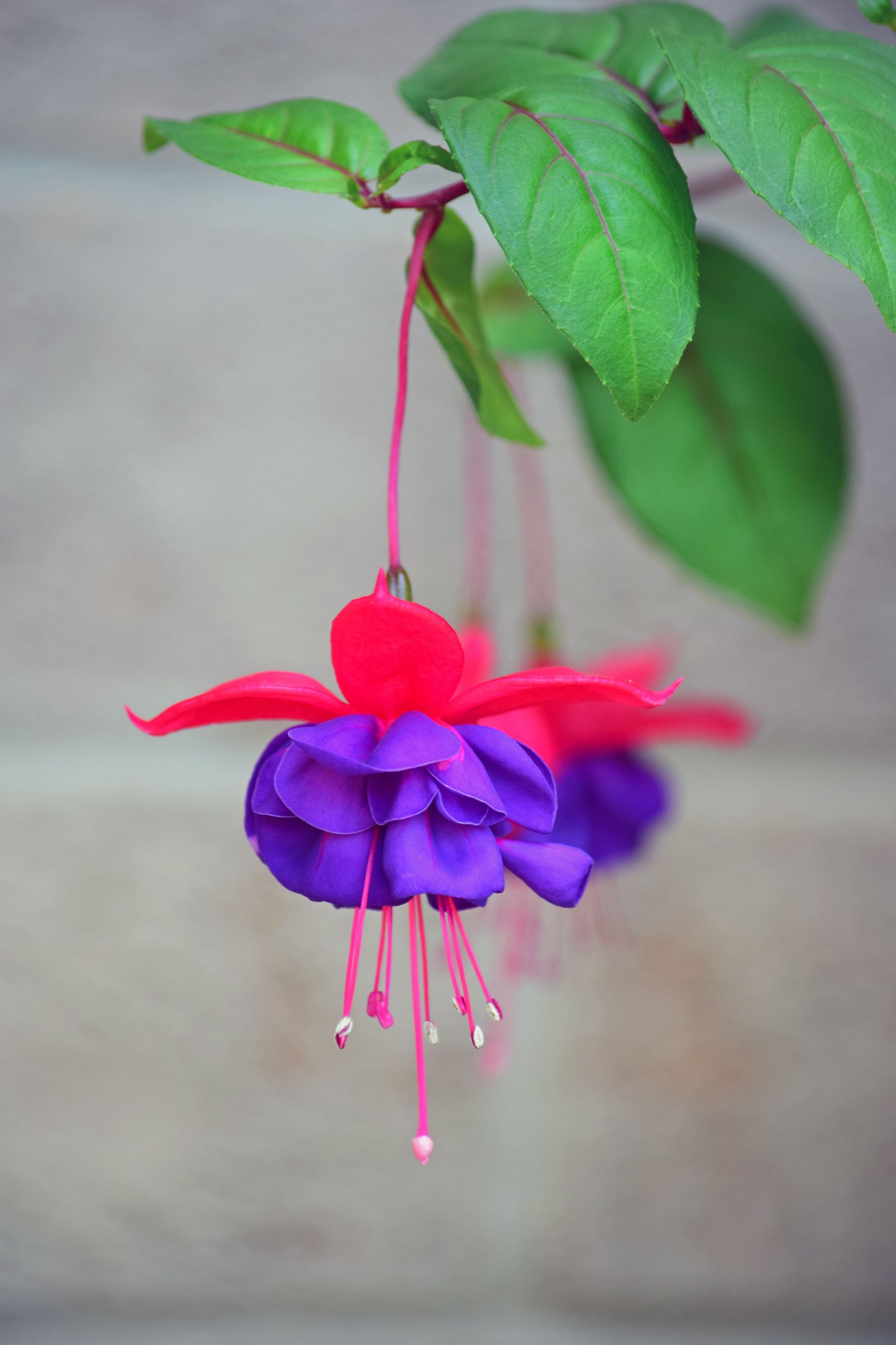 Blue Eye Fuchsia Live Plant – Hummingbird Flowering Plant – Fuchsia Hybrid