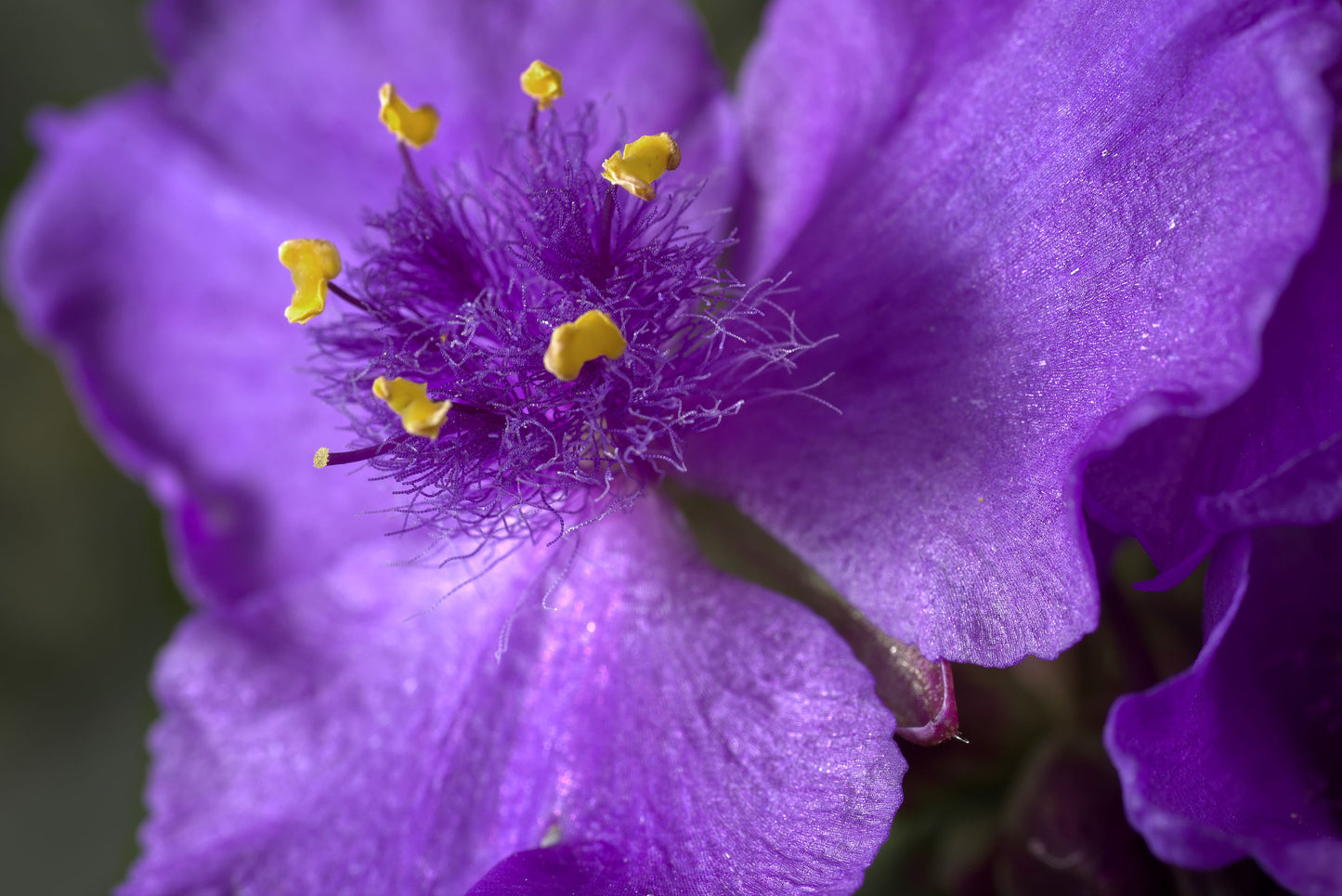 5 Spiderwort Bare Root Live Plants – Tradescantia virginiana Perennial