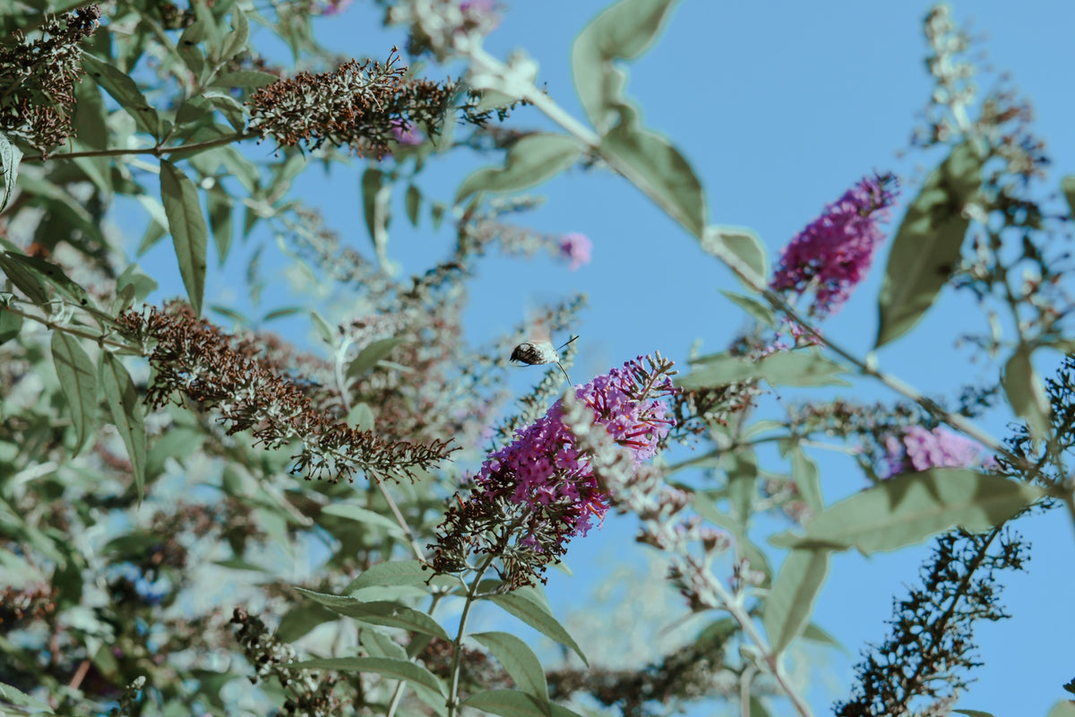 Perfecta Trifecta Butterfly Bush Live Plant 1 Gallon