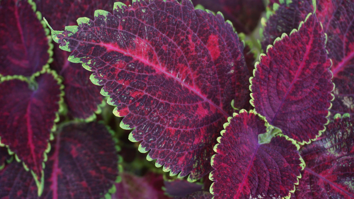 Dipt In Wine Coleus 3 Live Plants – 3–6 Inches Tall – Coleus scutellarioides