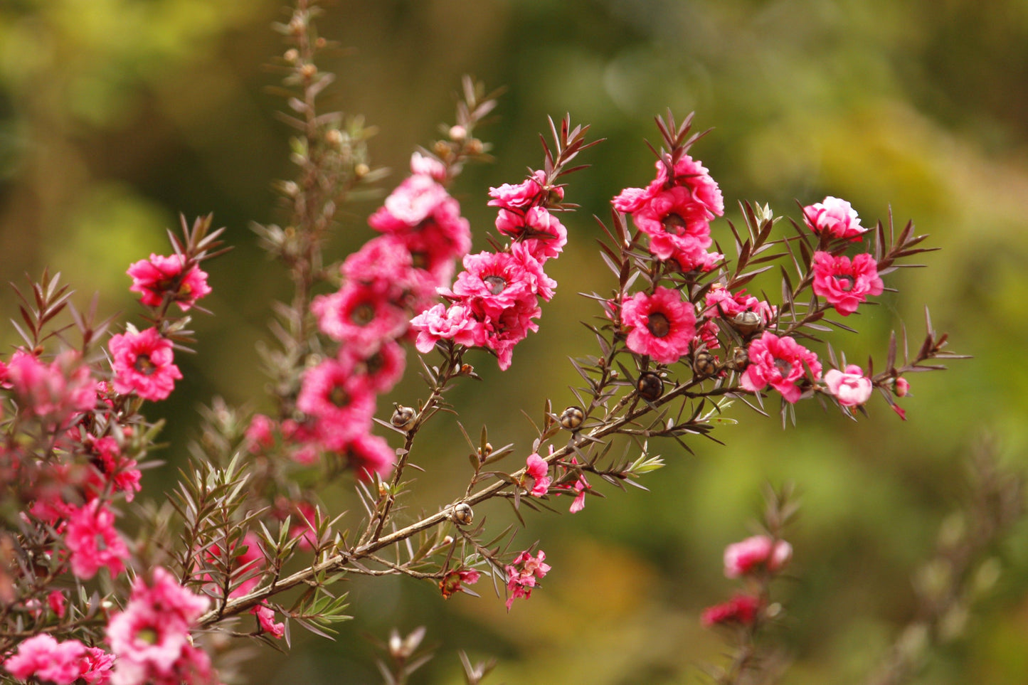 New Zealand Tea Manuka Live Plant 5–7 Inches Tall – Leptospermum scoparium