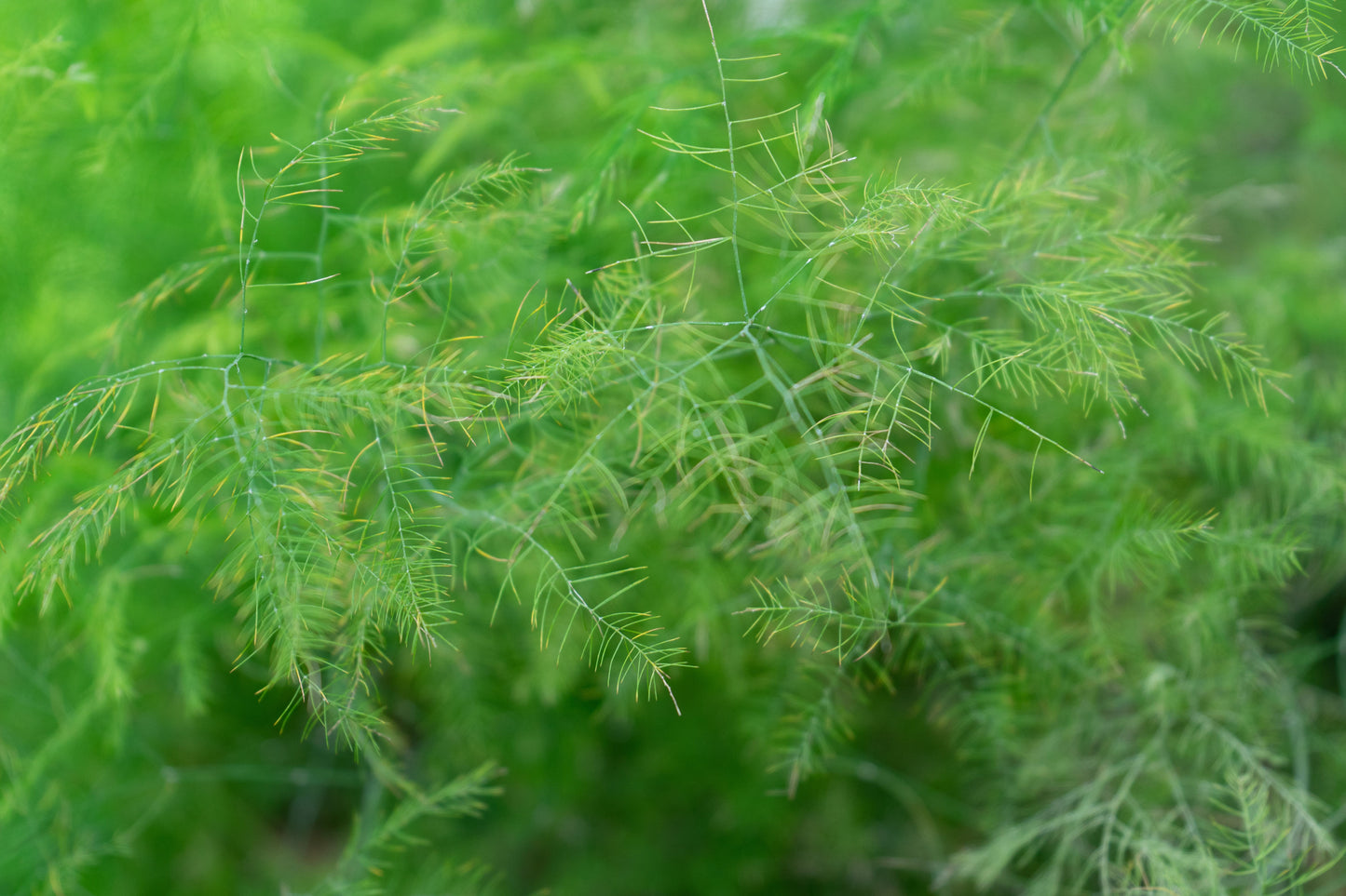 Asparagus Plumosus Fern Live Plant in 2.5-Inch Pot – Mini Fern for Terrariums & Bonsai (Asparagus setaceus)