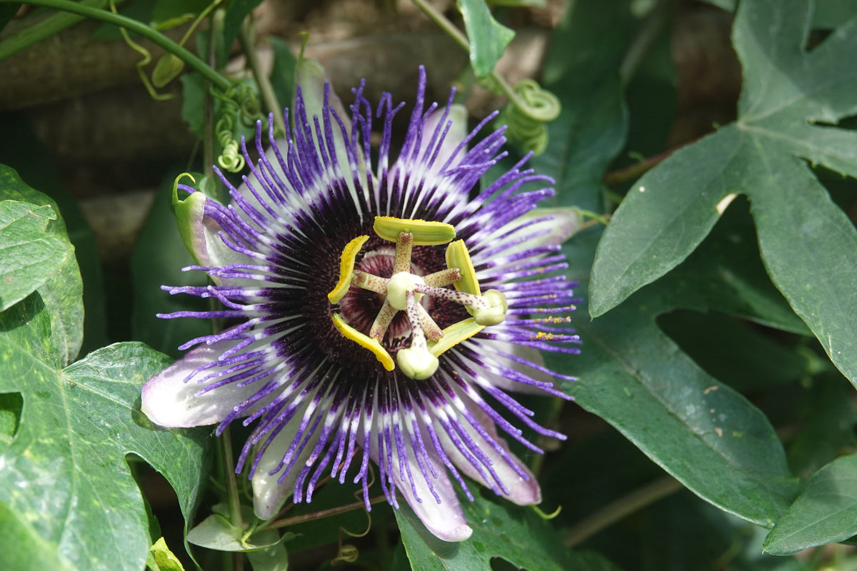 Red Rover Purple Passion Fruit Live Plant – Passiflora edulis Edible Vine