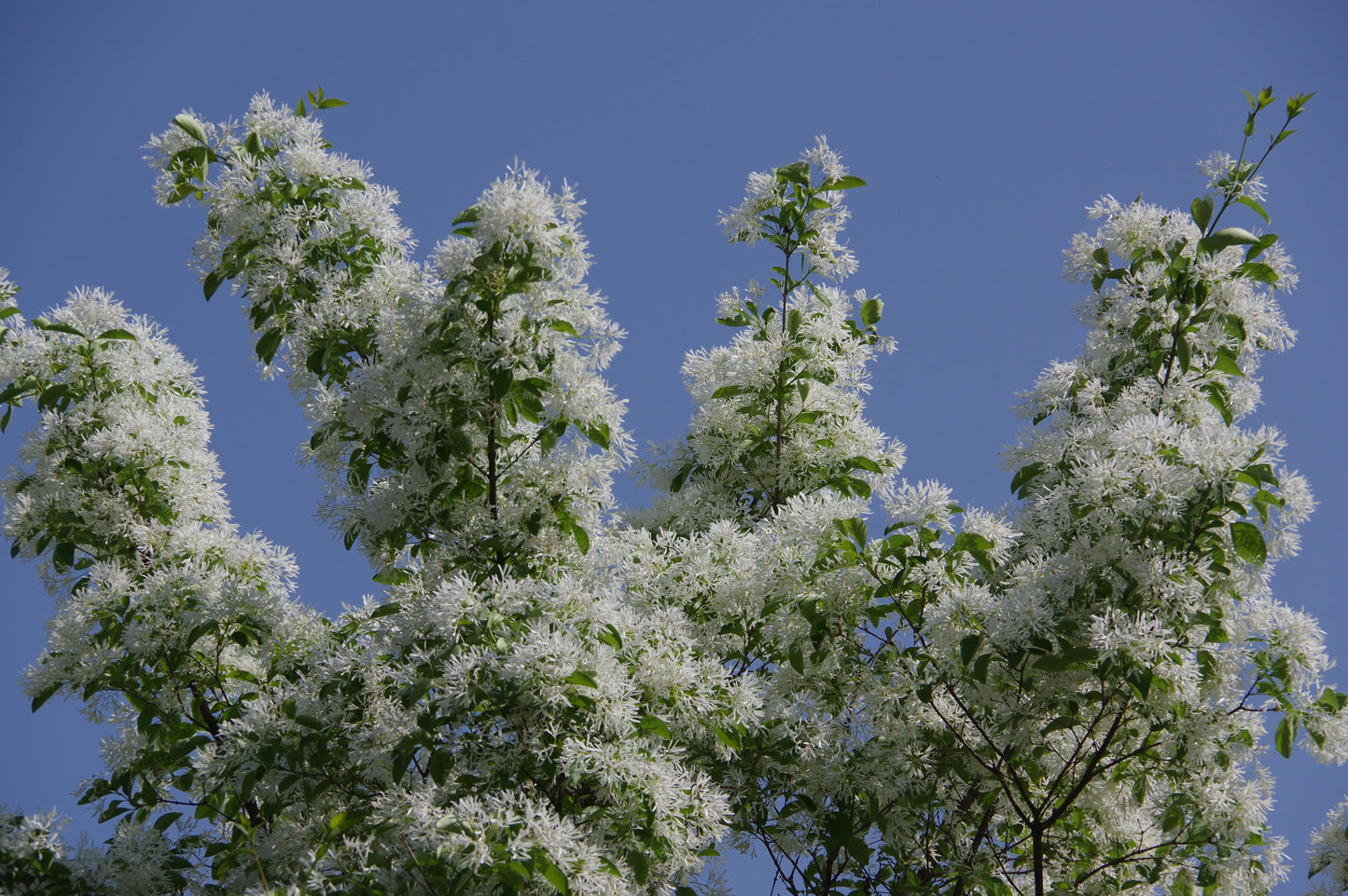 White Fringetree Live Bare Root Plant – 16+ Inches – Chionanthus virginicus