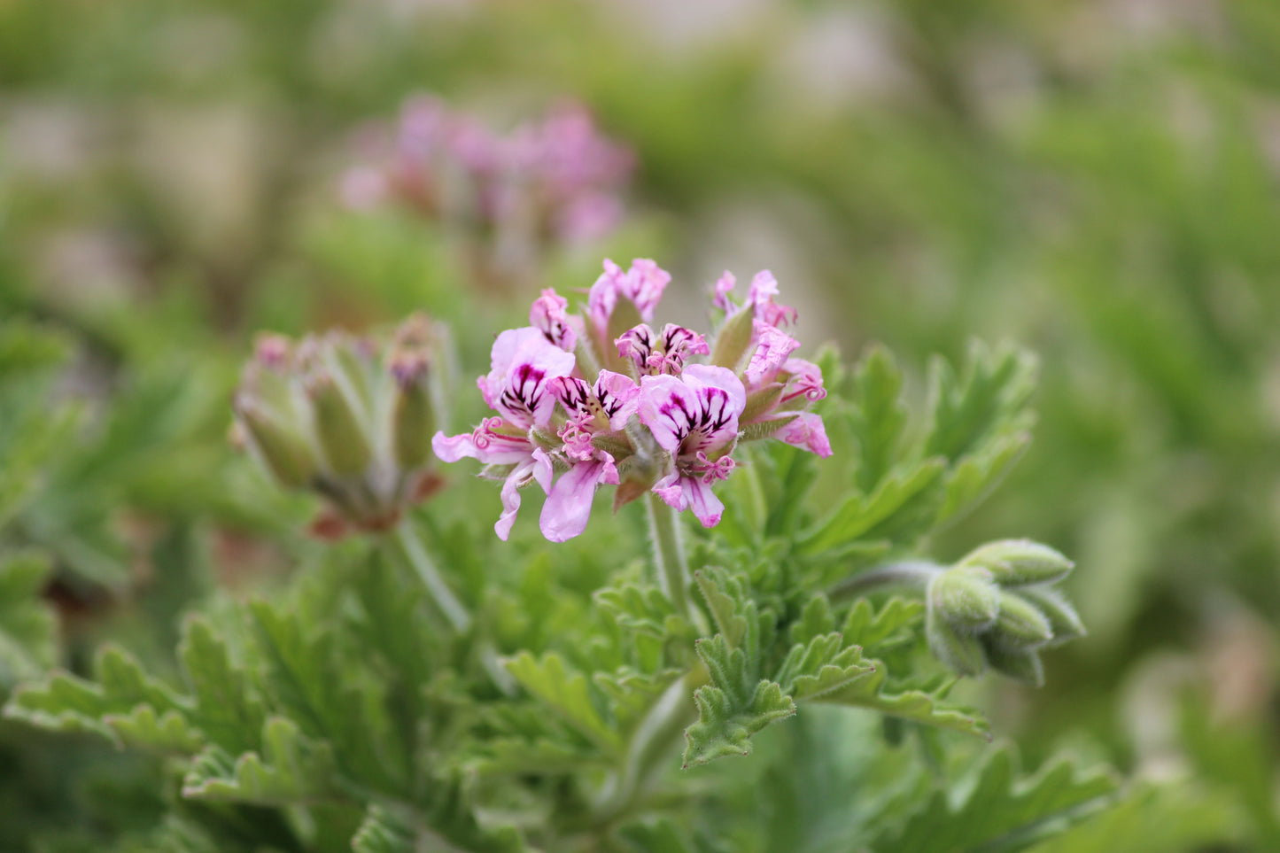 Fuzzy Mint Scented Pelargonium Geranium Live Cuttings (3 Pack, 6-Inch) – Pelargonium spp.