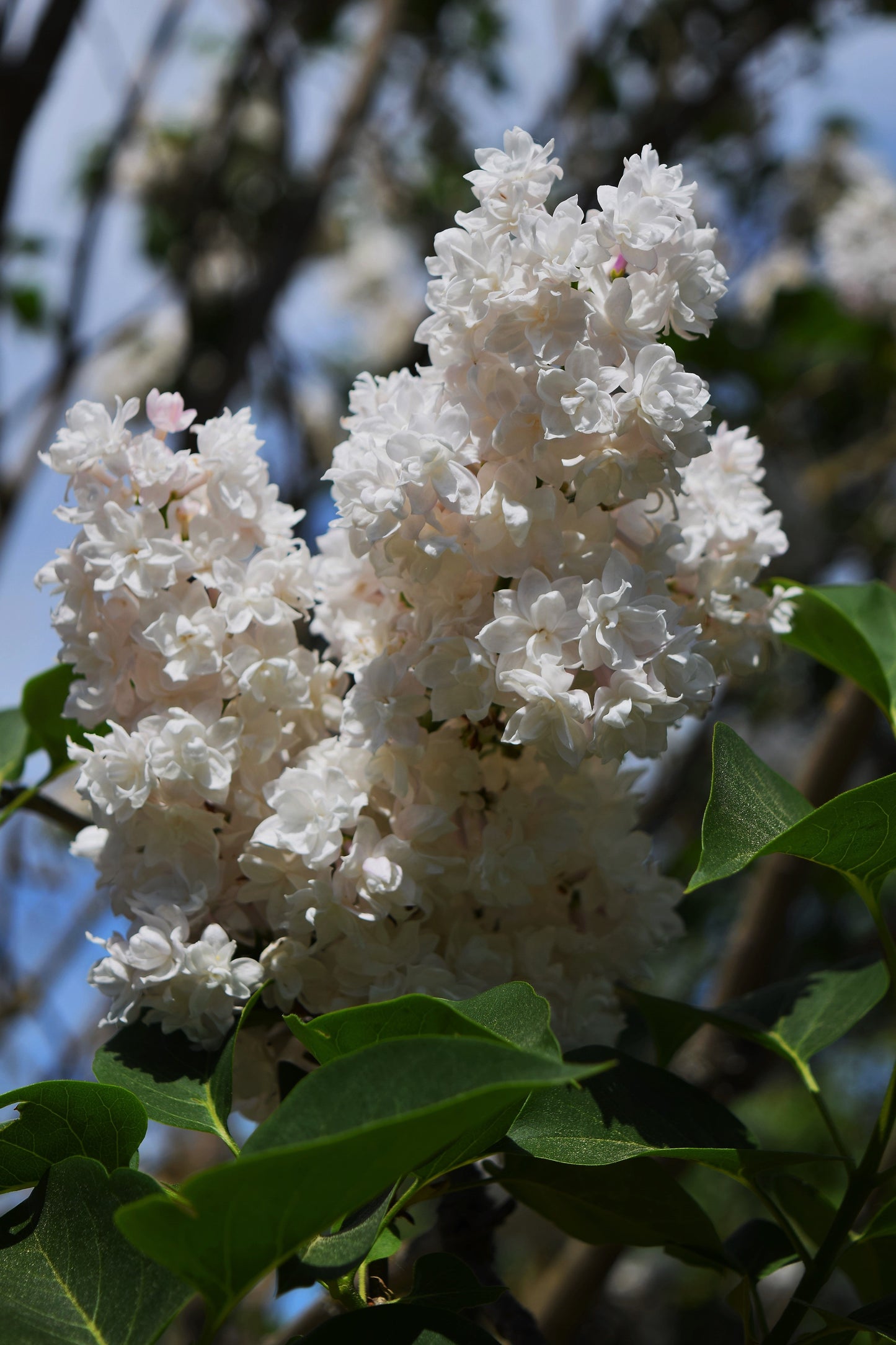 Betsy Ross White Lilac Live Plant 3.5 Inch Pot – Syringa vulgaris Shrub