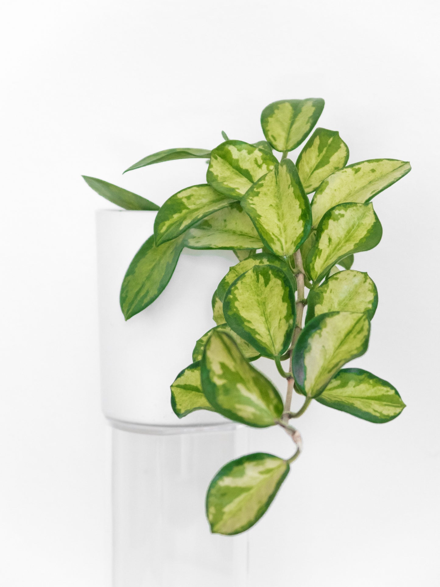 Hoya Australis Lisa Live Houseplant 4 Inch Pot Variegated Tropical Plant Indoor Plant Hoya Lisa