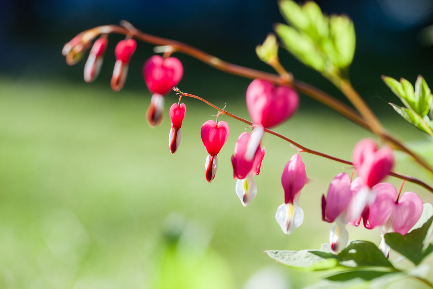 Pink Bleeding Heart Live Plants – 5 Bare Root Plants – Dicentra spectabilis (Lamprocapnos spectabilis)