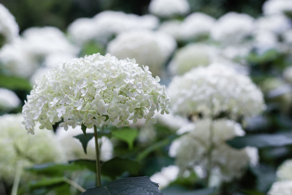 FlowerFull Smooth Hydrangea 1 Live Plant – Hydrangea arborescens ‘Flowerfull’ – 3 Gallon Pot