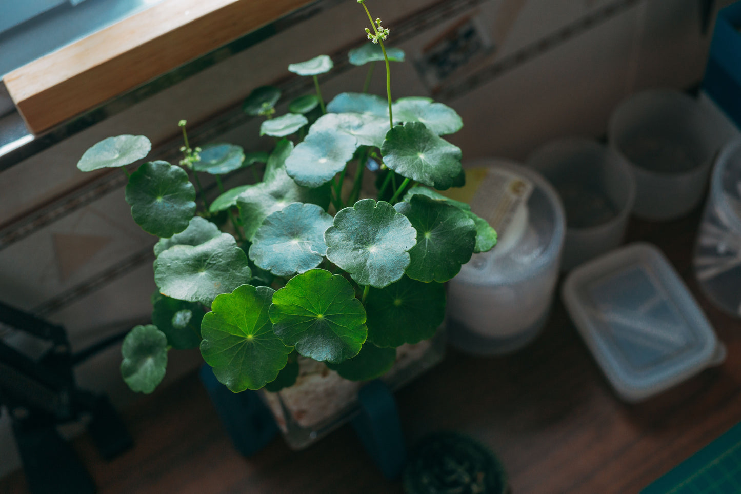 Hydrocotyle vulgaris Live Plant Bundle 10–20 Inches – Fully Rooted Pennywort Plant