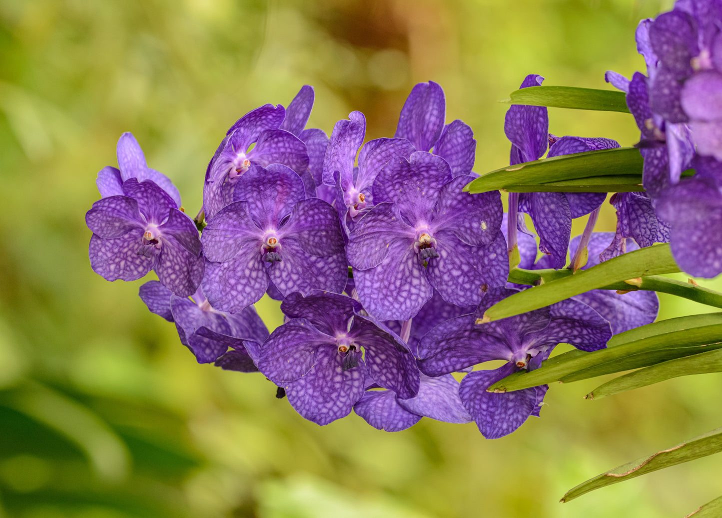 Vanda 'Somsri Glory Blue' Orchid Live Plant – 3 Inch Pot – Young Orchid