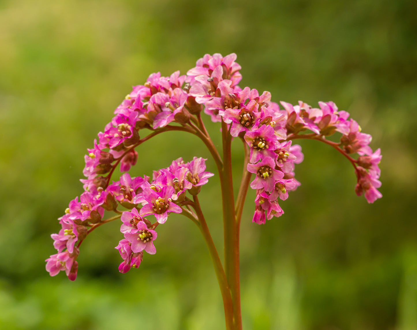 Heartleaf Bergenia 1 Live Plant – 4-Inch Pot – Bergenia cordifolia