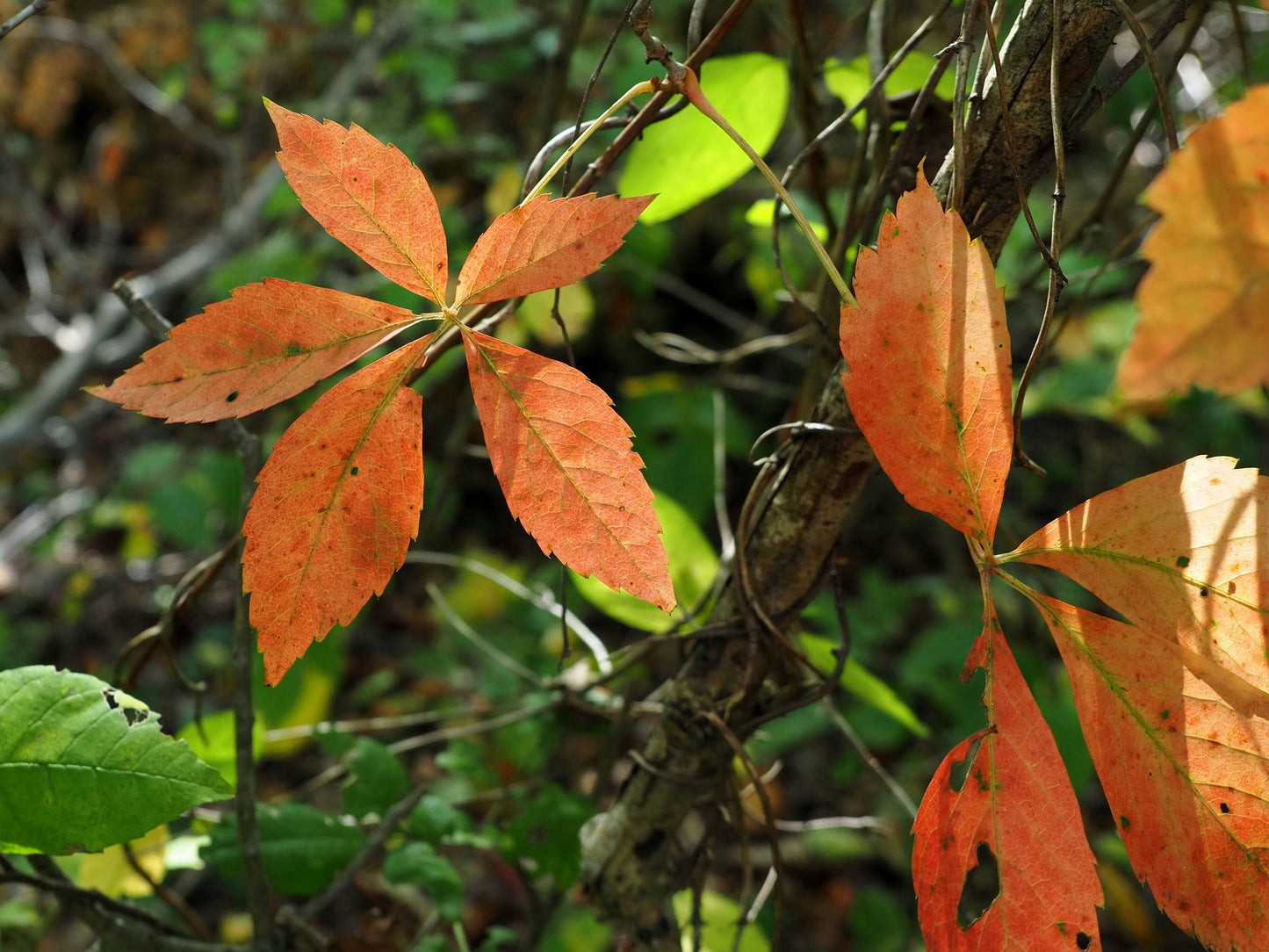 10 Virginia Creeper Bare Roots for Transplanting – Parthenocissus quinquefolia