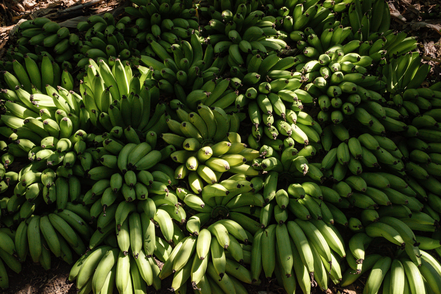 Grand Nain Banana Plant Live Tropical Plant 1 Established Plant in Gallon Pot Musa Fruit Bearing Banana Tree